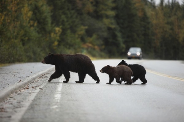 A family of black bears cross a road in Maine. (Photo courtesy of Maine Audubon)
