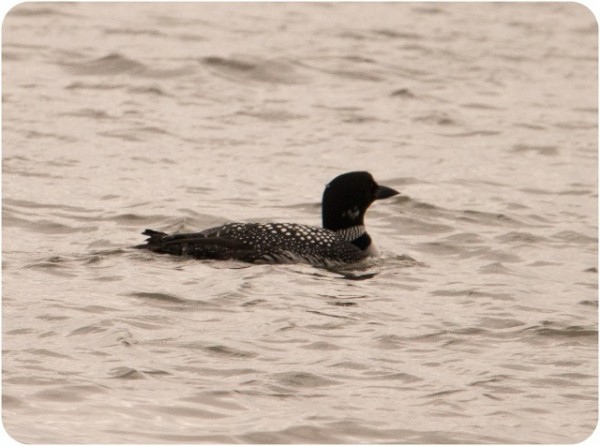 A common loon in Penobscot Bay wearing summer plumage. It won't be long before it flies inland to breed. I'll be waiting. (© Jane Naliboff/Chesterville)