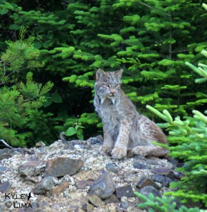The Canada lynx photo above was taken somewhere west of Baxter Park by Kyle Lima, a high school student.