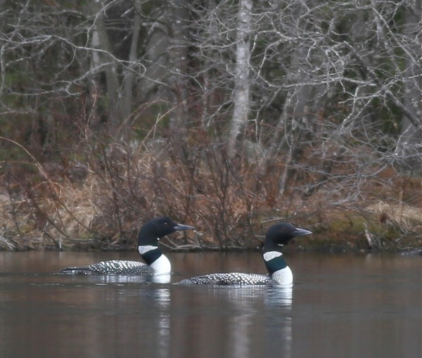 4/28,29th. Ice is gone and loon is back.....Hill's Pond,Weld Rd.........4/30 and now it's TWO!! A good thing to see! Hill's Pond Weld Rd ,...Jim Knox..