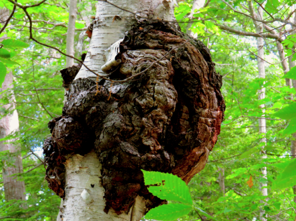 A walk in the woods turns up all sorts of interesting things, like this fantastic growth on a birch tree, the kind thought to be special spirits or medical remedies in Siberia. (Jane Knox/Belgrade Lake)