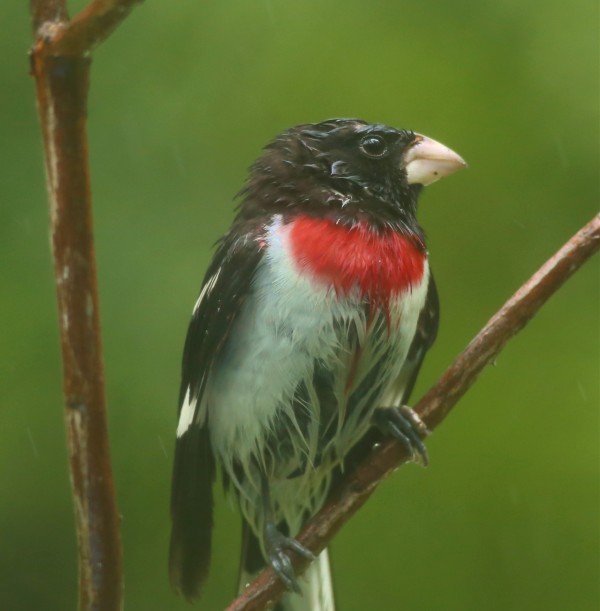 .The soaked look on Sun. 6.28.15 at 2:00pm.....A VERY WET Red-breasted Grosbeak....Wilton,...Jim Knox.
